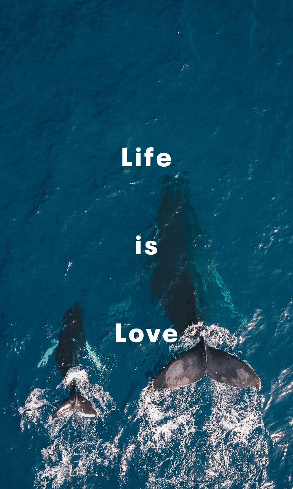Life is Love